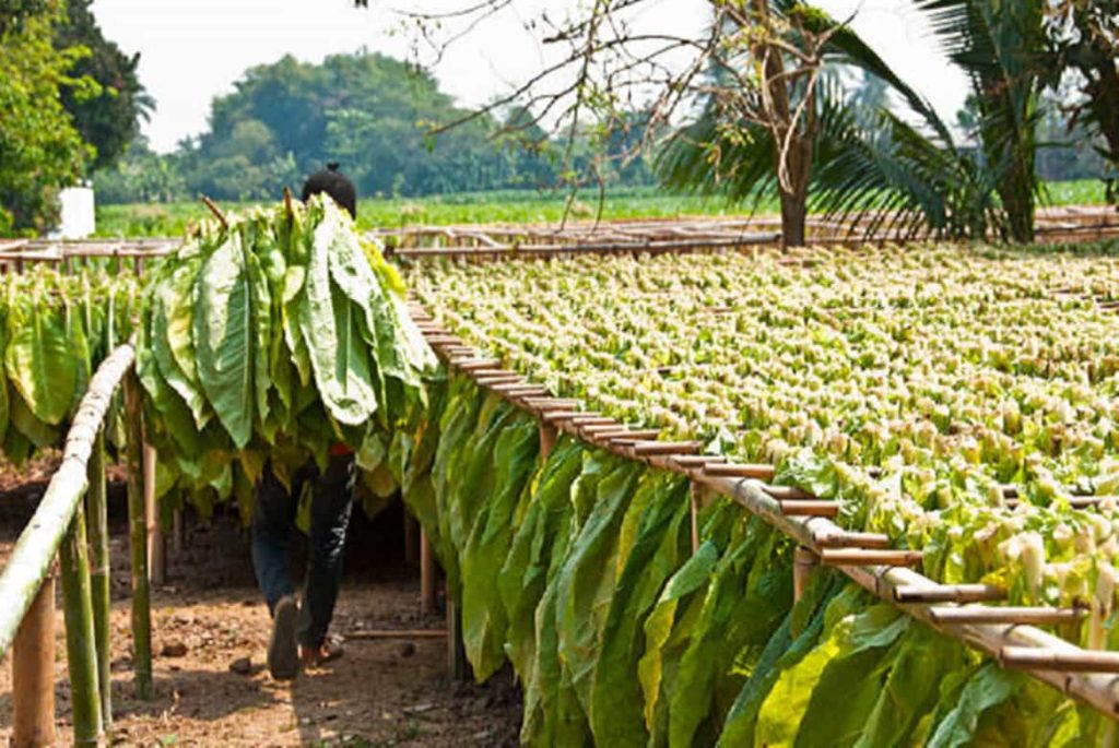 German farmer inspecting tobacco leaves in the field