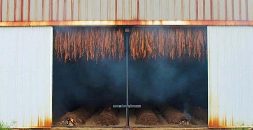 A panorama capturing fire-cured Burley tobacco leaves in their majestic hang, amidst the rustic charm of a traditional barn.